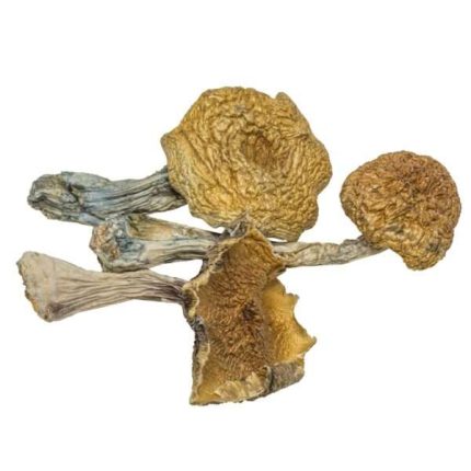 Buy Burmese Magic Mushrooms