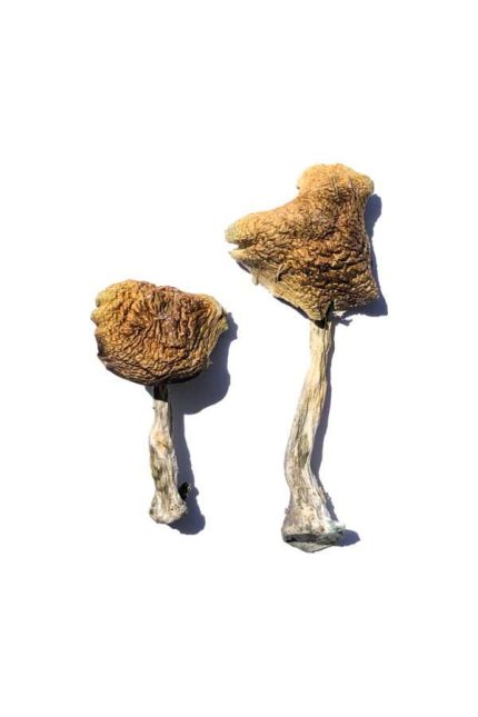 Buy Cambodian Magic Mushrooms