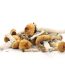 Buy Golden Teacher Magic Mushrooms