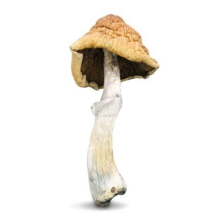 Buy Malabar Magic Mushrooms